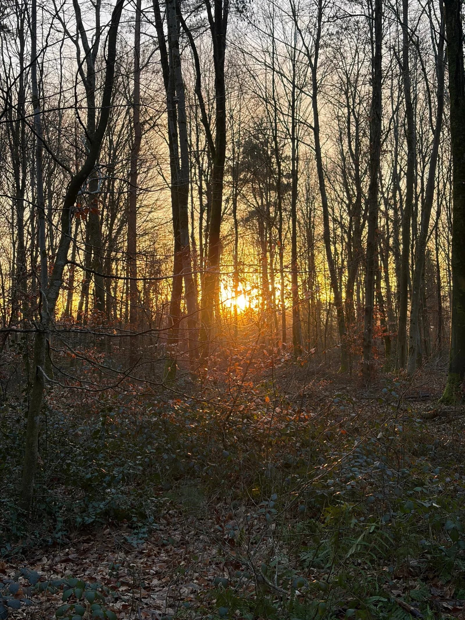 Die tief stehende Sonne scheint zwischen den Bäumen hindurch